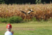 In the corn